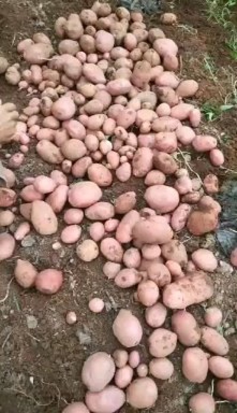 云南红皮黄心大土豆批发电商微商一件代发量大从优