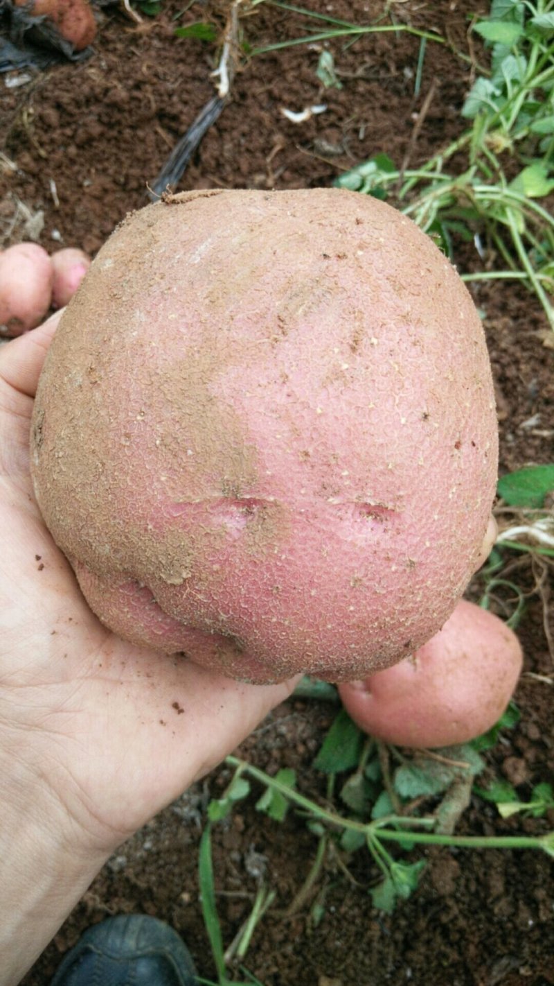 云南红皮黄心大土豆批发电商微商一件代发量大从优