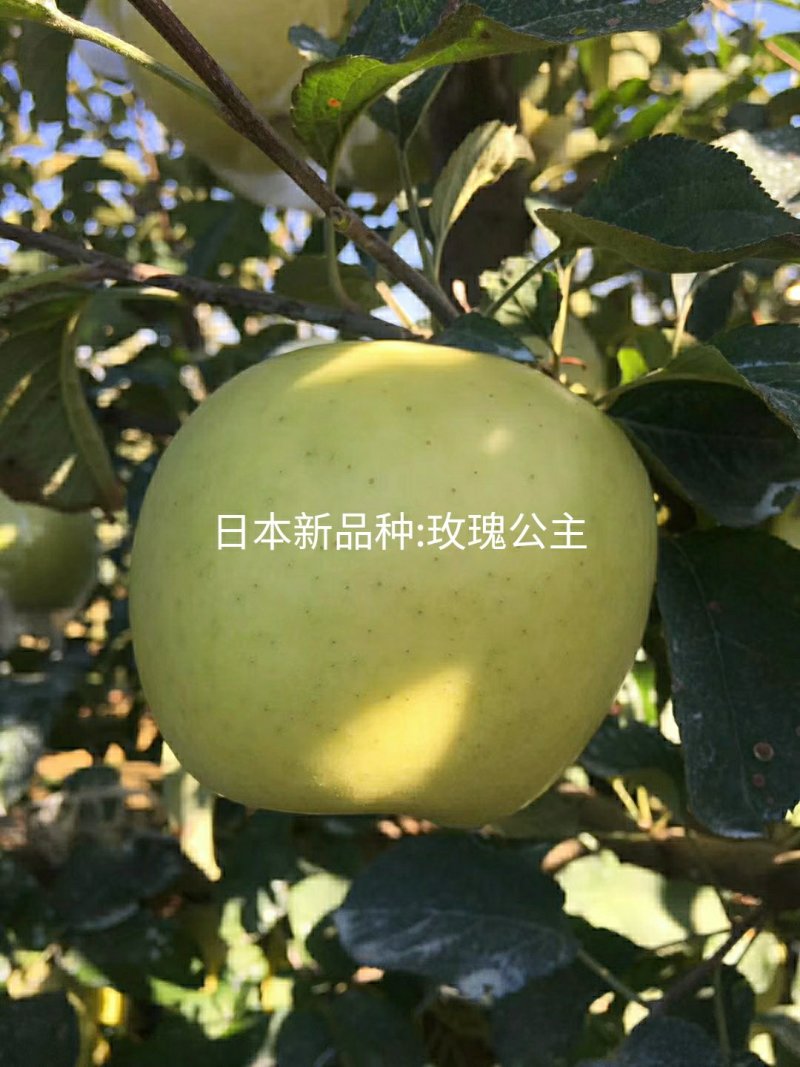 新品种苹果苗日本玫瑰公主苹果苗公司签订合同