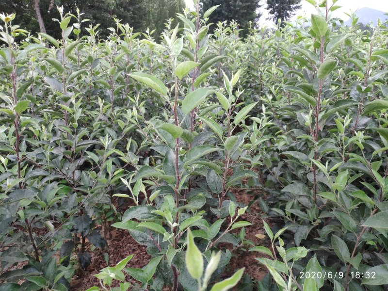 新品种苹果苗日本玫瑰公主苹果苗公司签订合同
