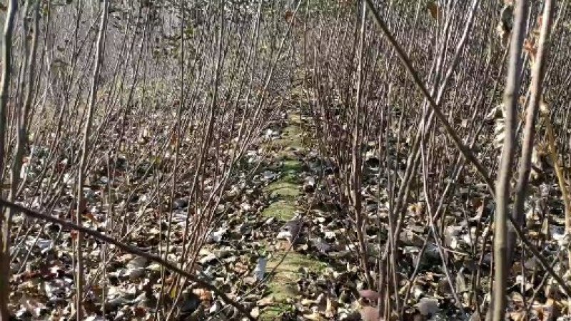 新品种苹果苗日本玫瑰公主苹果苗公司签订合同