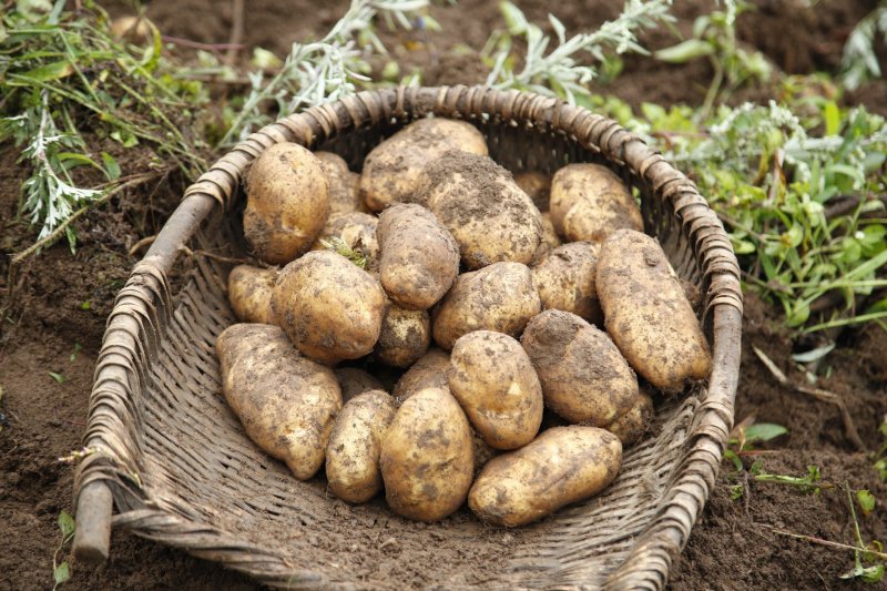 云南黄皮黄心大土豆批发电商微商一件代发量大从优包邮包售后