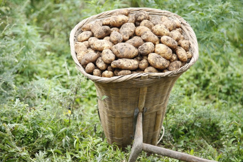 云南黄皮黄心大土豆批发电商微商一件代发量大从优包邮包售后