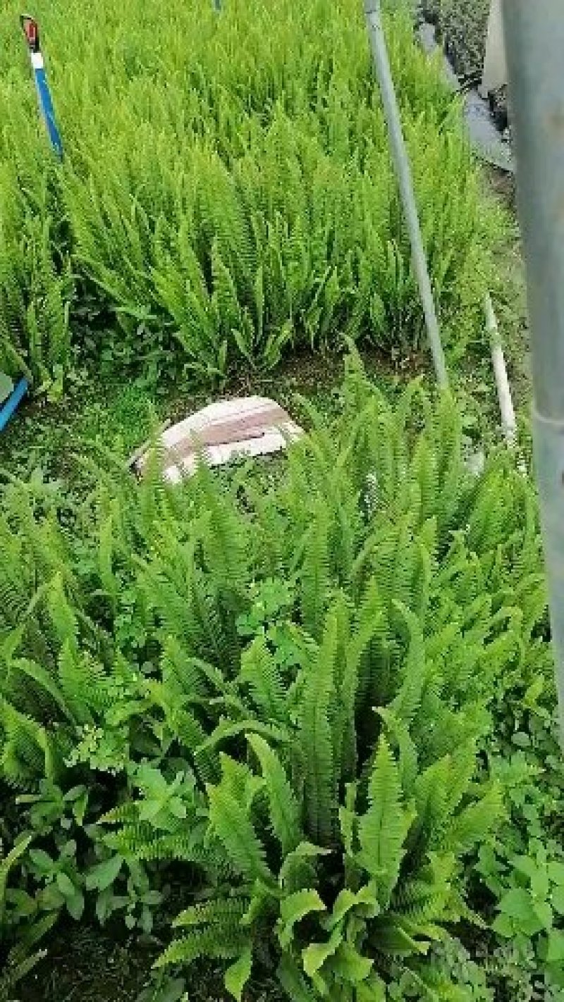 肾蕨地苗，肾蕨杯苗，各种规格都有，基地直供