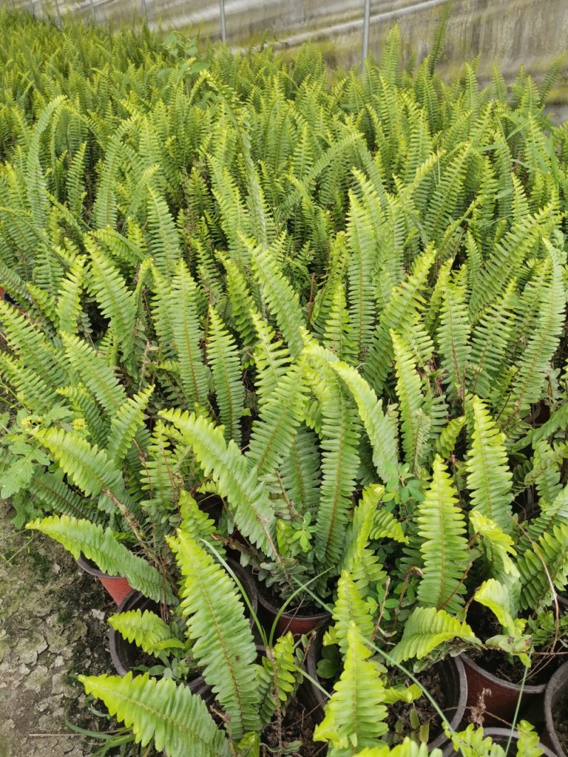 肾蕨地苗，肾蕨杯苗，各种规格都有，基地直供