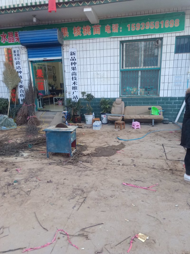 红梨苗、新华梨苗、超月梨苗、秋月梨苗等，产地：河南漯河