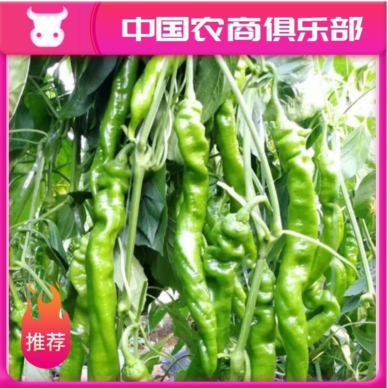 线椒苗螺丝椒苗辣椒苗尖椒苗薄皮椒苗牛角椒苗