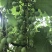 葡萄🍇