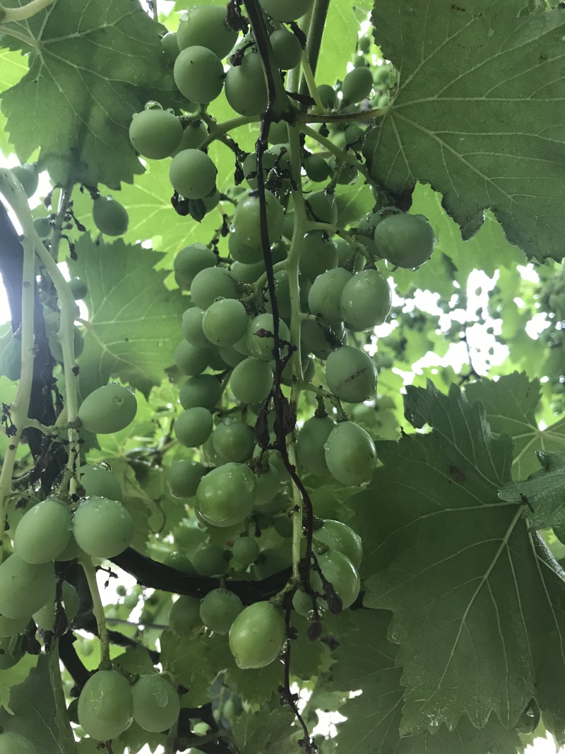 葡萄🍇