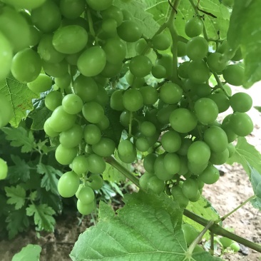 葡萄🍇