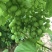 葡萄🍇