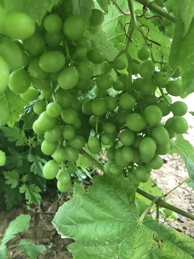 葡萄🍇