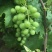 葡萄🍇