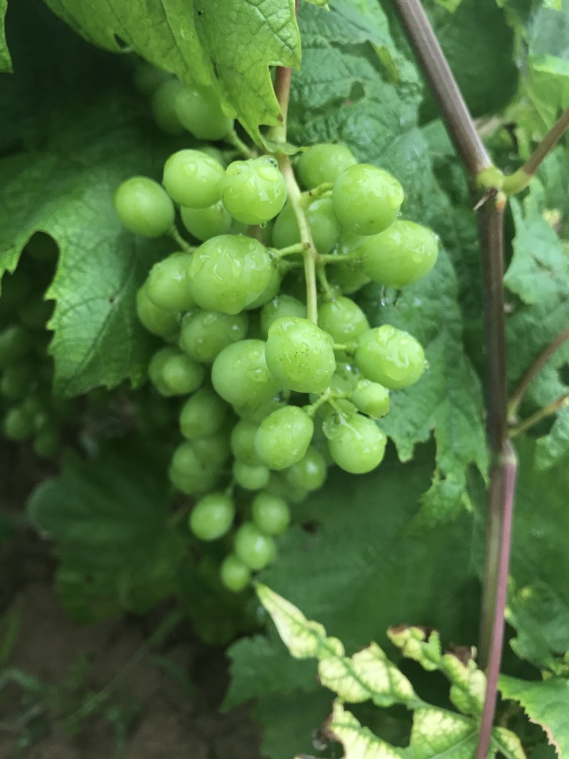 葡萄🍇