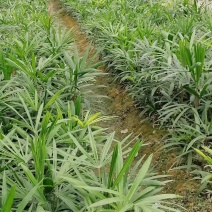 棕竹，25-40高，成都货源，杯苗地苗都有，量大从优