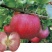 新品种苹果苗日本玫瑰公主苹果苗公司签订合同