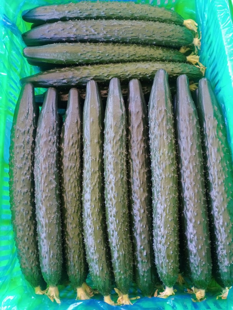 密刺黄瓜短把密刺优质黄瓜基地