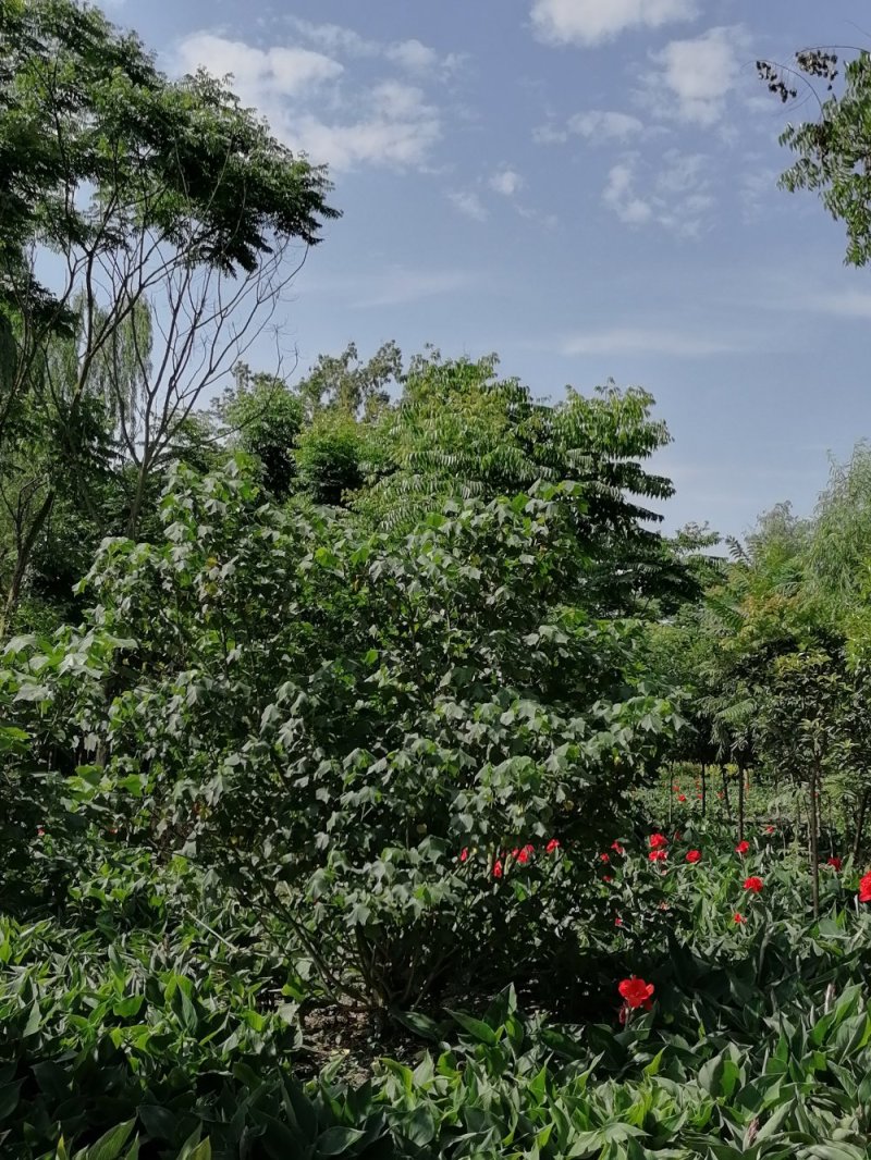 丛生木芙蓉高1.5—2米成都