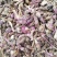 新货款冬花款冬花茶款冬花粉非野生九九花正品无硫