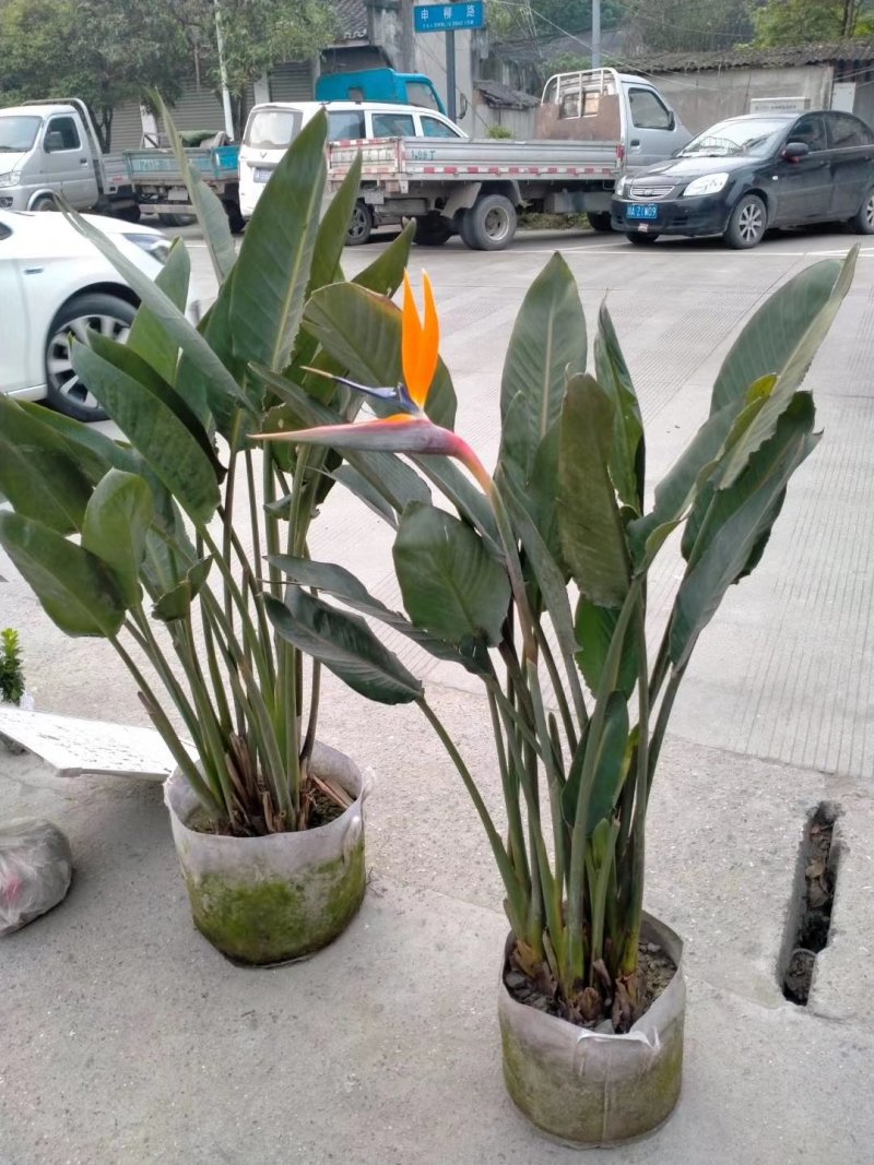 精品鹤望兰，鹤望兰基地。