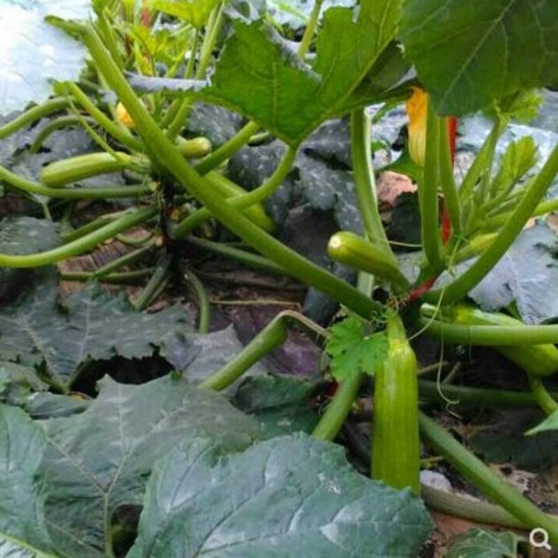 西葫芦种子杜兰特角瓜种籽油绿高产耐寒抗病