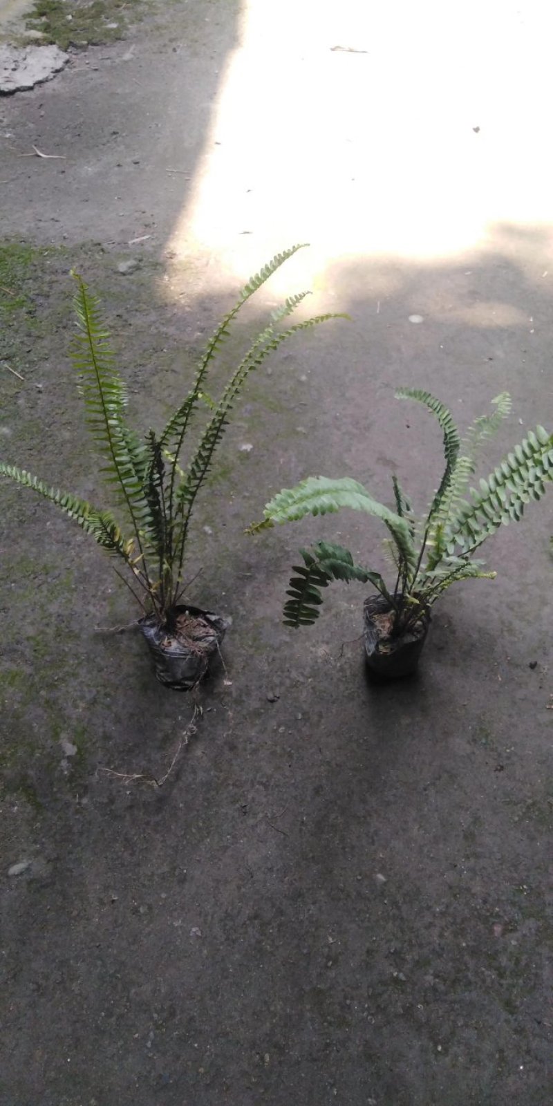 肾蕨草（排骨草）出售地苗小杯苗大杯苗基地出售价优