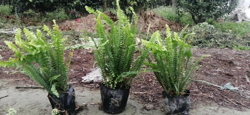 肾蕨草（排骨草）出售地苗小杯苗大杯苗基地出售价优