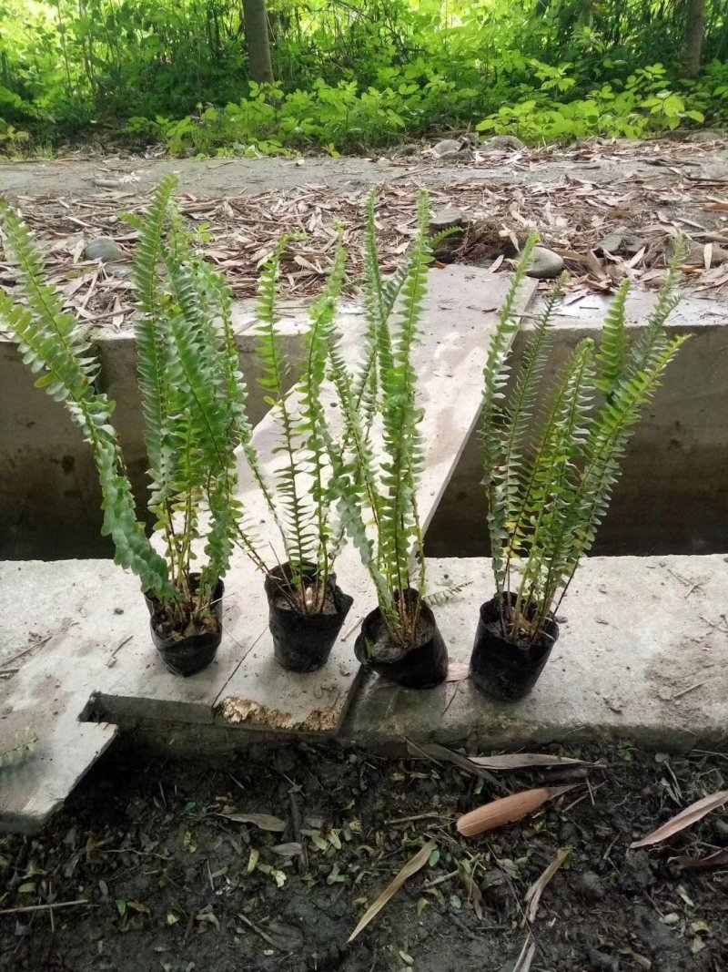 肾蕨草（排骨草）出售地苗小杯苗大杯苗基地出售价优