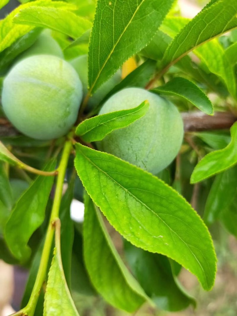 （优选）陕西大荔青翠李子（清脆李子）大量供应中