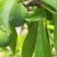 （优选）陕西大荔青翠李子（清脆李子）大量供应中