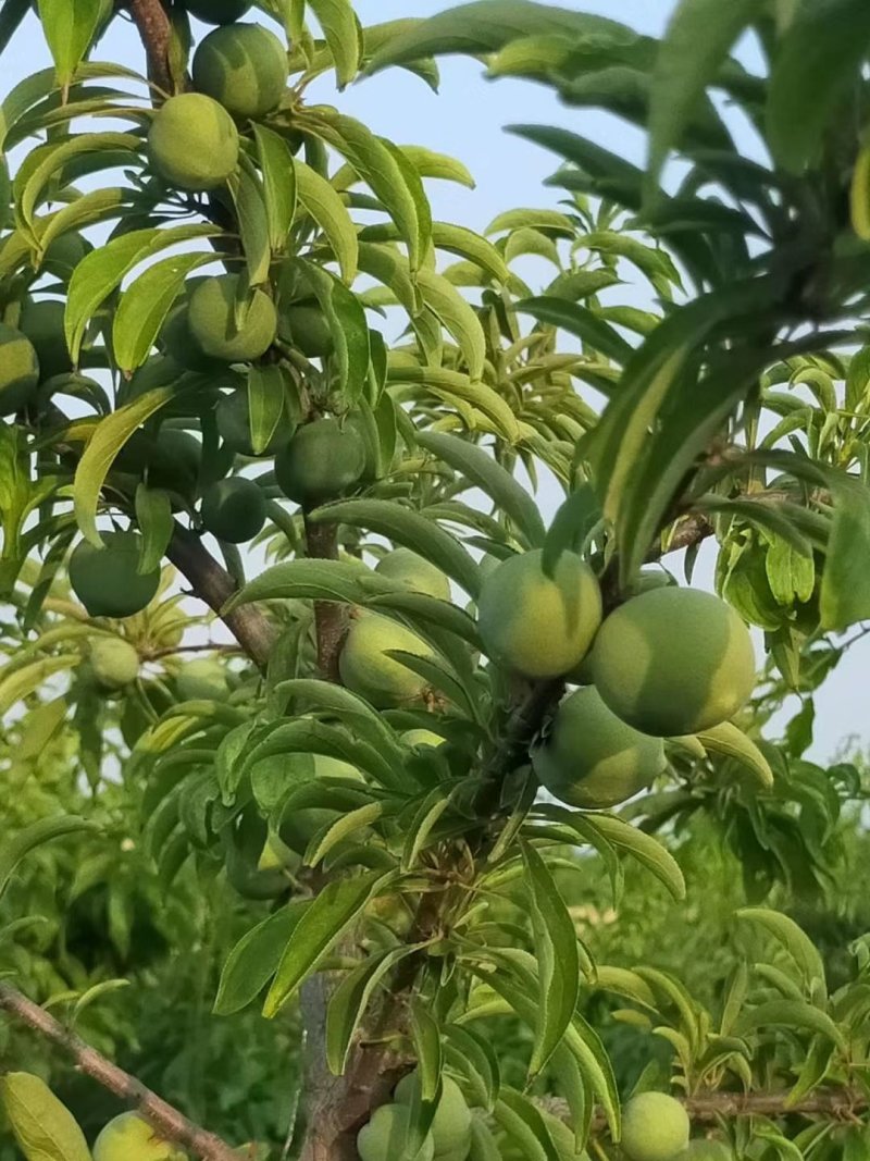 （优选）陕西大荔青翠李子（清脆李子）大量供应中
