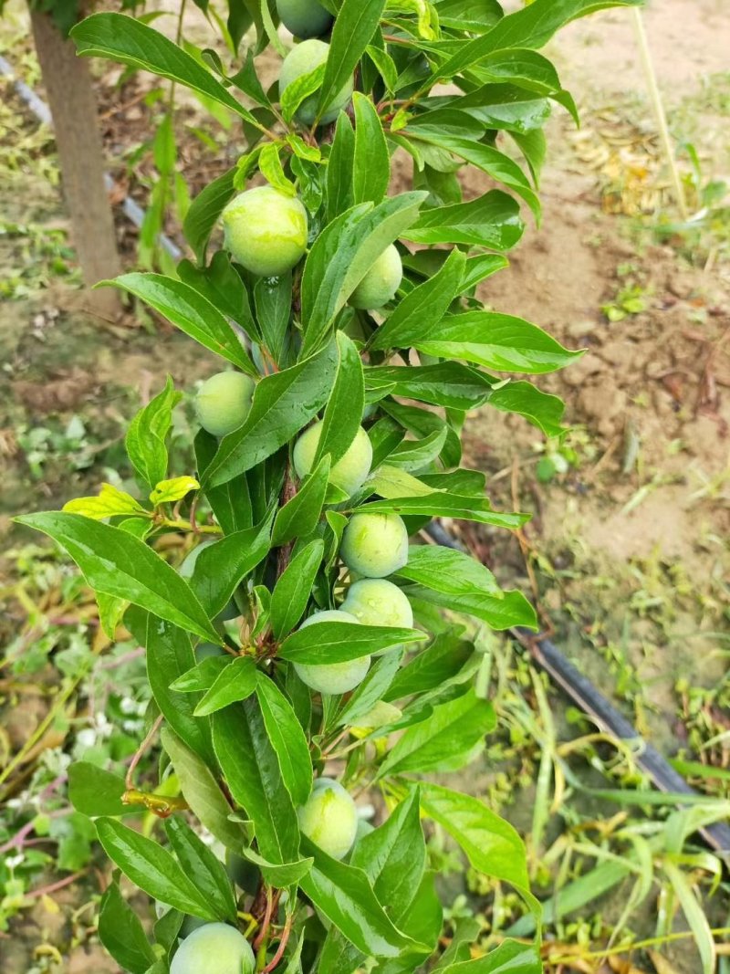 （优选）陕西大荔青翠李子（清脆李子）大量供应中