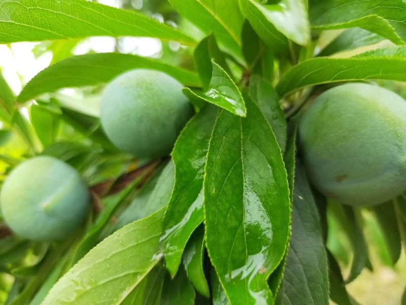 （优选）陕西大荔青翠李子（清脆李子）大量供应中