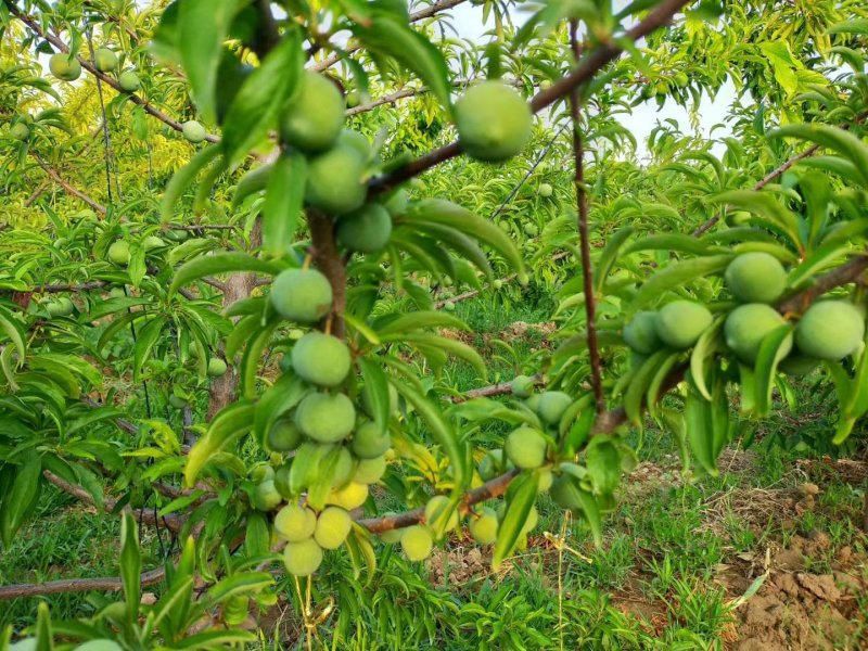 （优选）陕西大荔青翠李子（清脆李子）大量供应中
