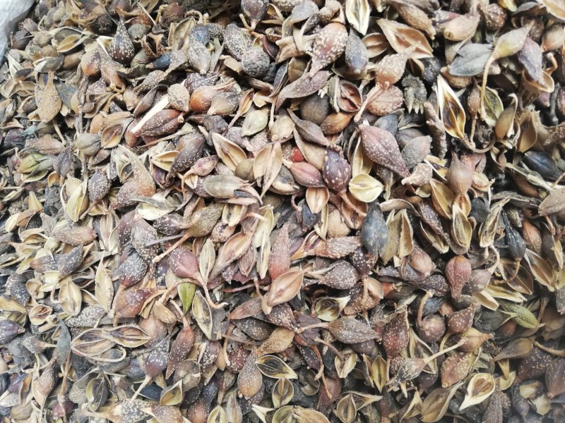 中药材连翘青翘落翘翘壳银翘黄翘可打粉