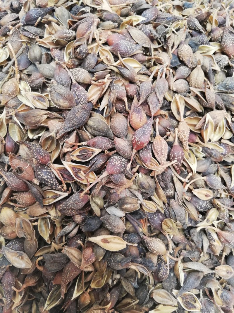 中药材连翘青翘落翘翘壳银翘黄翘可打粉