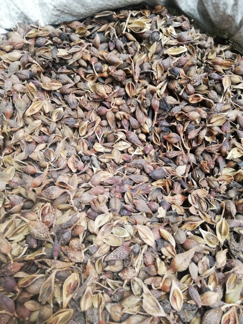 中药材连翘青翘落翘翘壳银翘黄翘可打粉