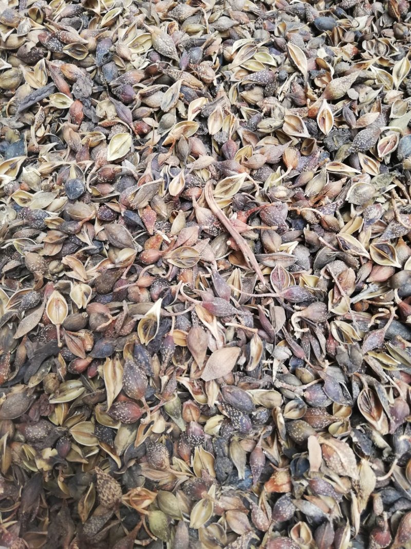 中药材连翘青翘落翘翘壳银翘黄翘可打粉