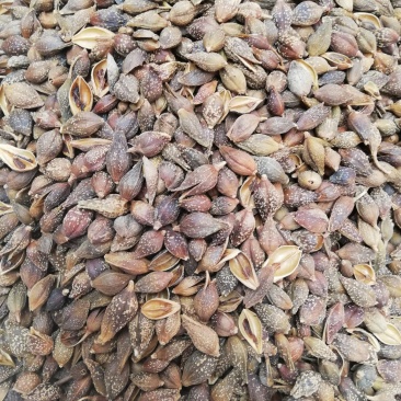 中药材连翘青翘落翘翘壳银翘黄翘可打粉