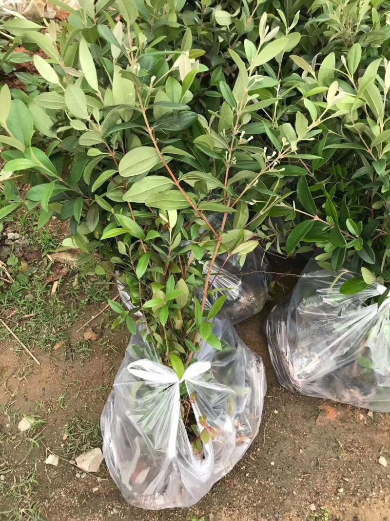 广西桃金娘果苗野山捻子果树山花烂漫果阳台盆栽庭院四季种植