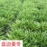 金边麦冬苗清秀数足地苗杯苗基地直销量大从优