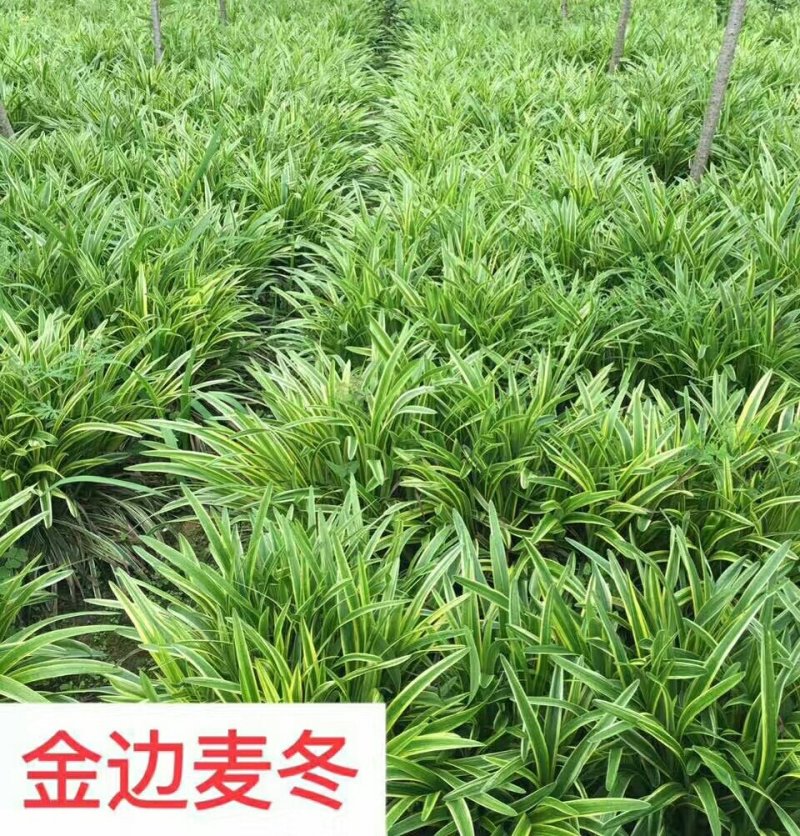金边麦冬苗清秀数足地苗杯苗基地直销量大从优