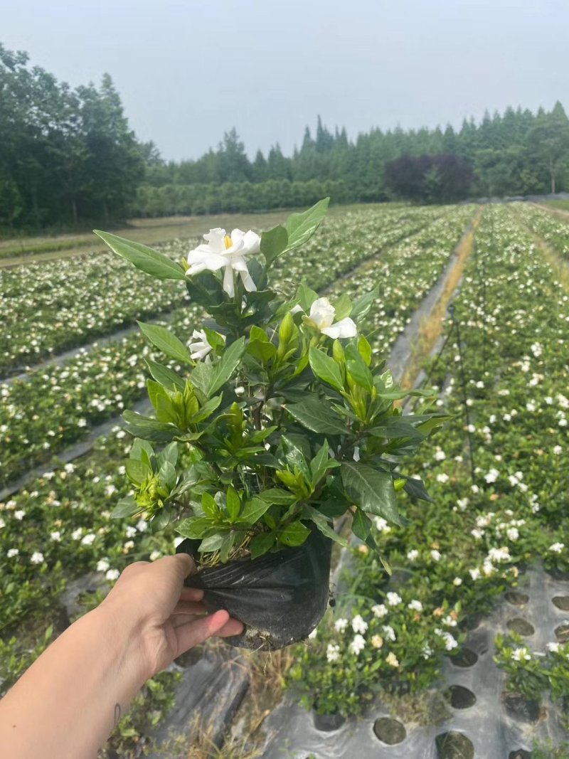 批发四季栀子，带花四季栀子，四季栀子大杯小杯地苗有售一手
