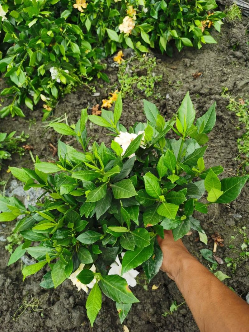 批发四季栀子，带花四季栀子，四季栀子大杯小杯地苗有售一手
