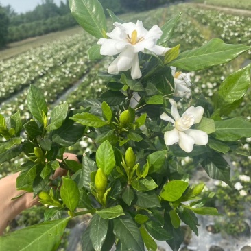 批发四季栀子，带花四季栀子，四季栀子大杯小杯地苗有售一手
