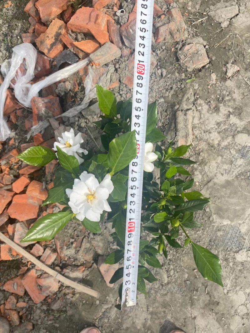批发四季栀子，带花四季栀子，四季栀子大杯小杯地苗有售一手