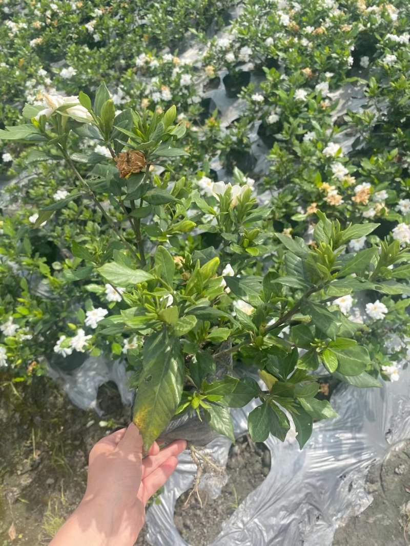 批发四季栀子，带花四季栀子，四季栀子大杯小杯地苗有售一手