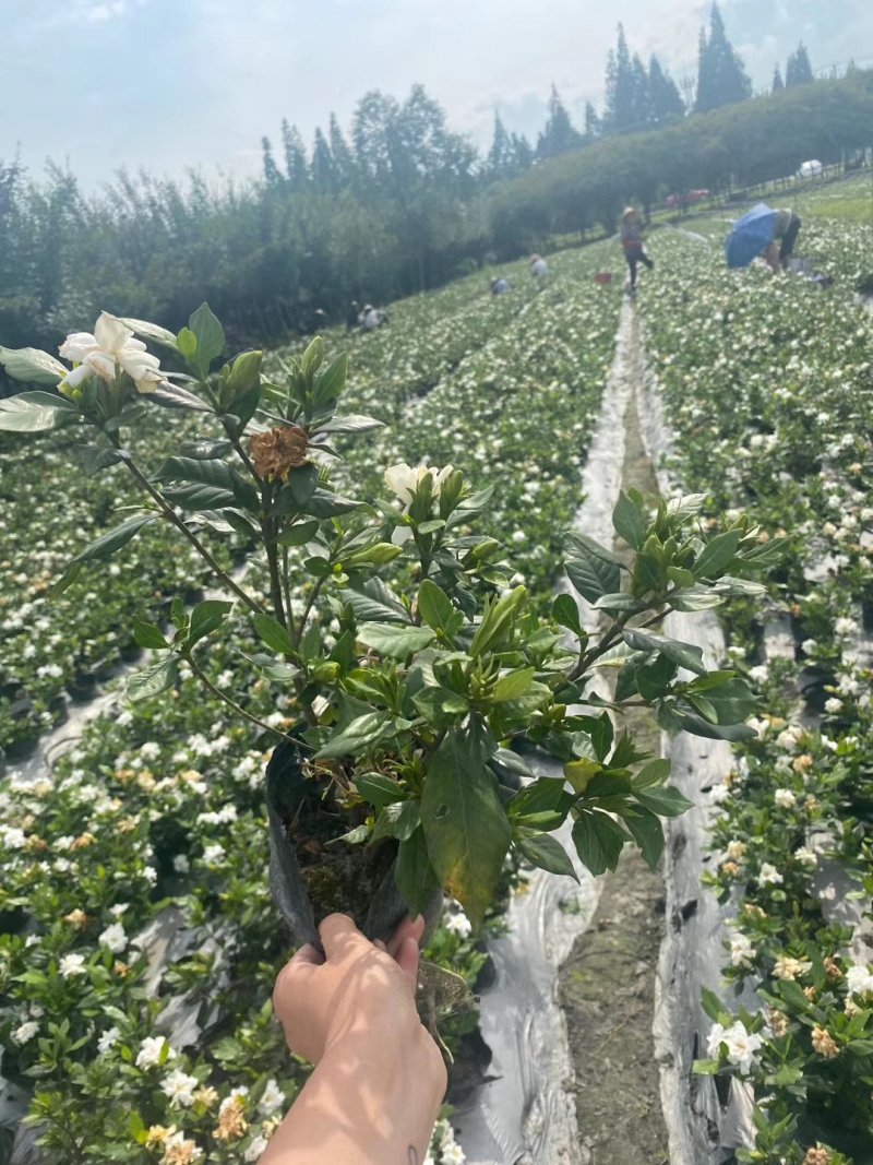 批发四季栀子，带花四季栀子，四季栀子大杯小杯地苗有售一手