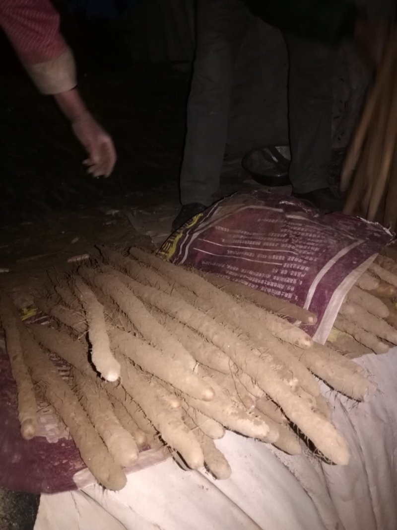 [优选]河北保定棒山药，一手货源可视频看货欢迎全国下单