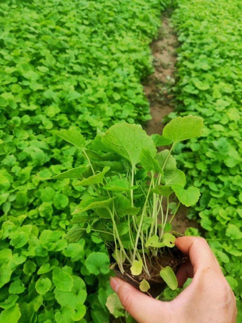 二月兰（质优价廉，自家有专业的种植基，）